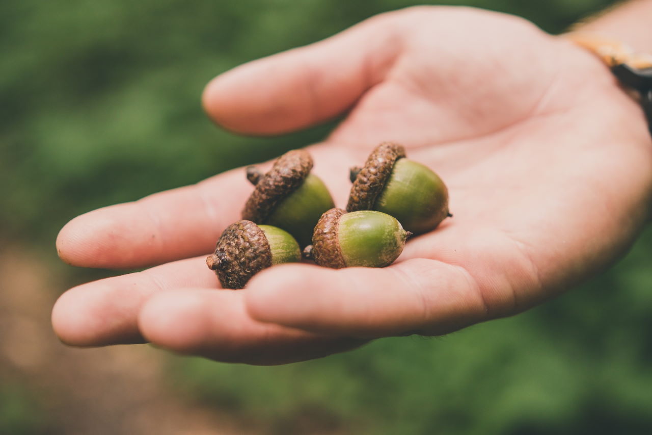 acorns app for novice investors